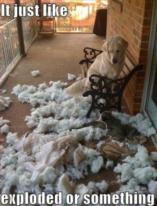A dog surrounded by shredded pillows and dog toy that need some mental stimulation toys for dogs to keep him out of trouble
