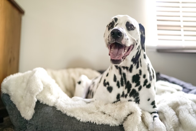 dog on bed