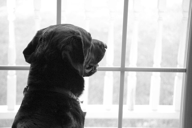 dog looking out window 